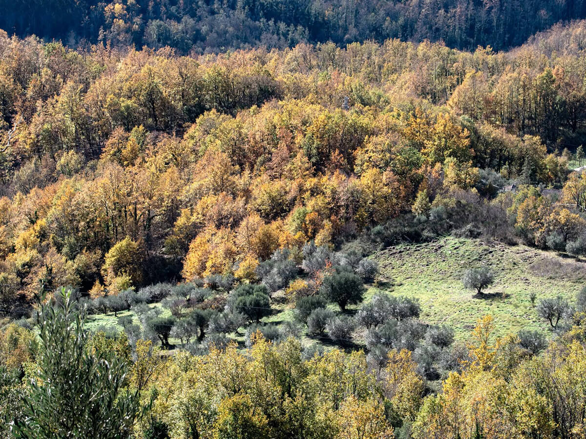 Foreste della Basilicata
